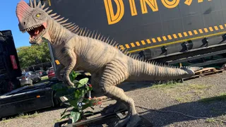 Dinosaurs Tour