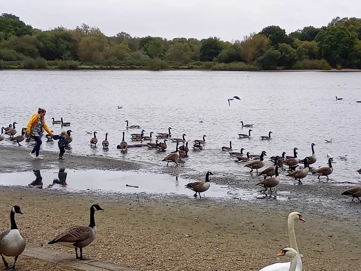 Petersfield Heath & Pond/Lake