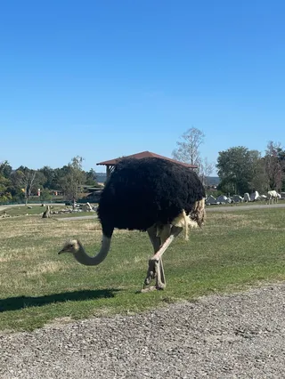 Zoo Safari - Pombia (NO)