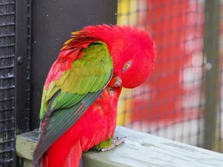 Walk Through South East Asian Aviary