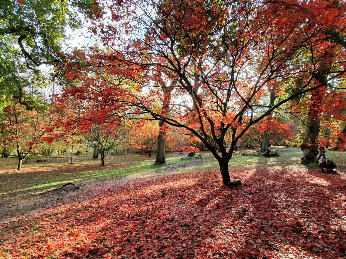 National Trust - Winkworth Arboretum