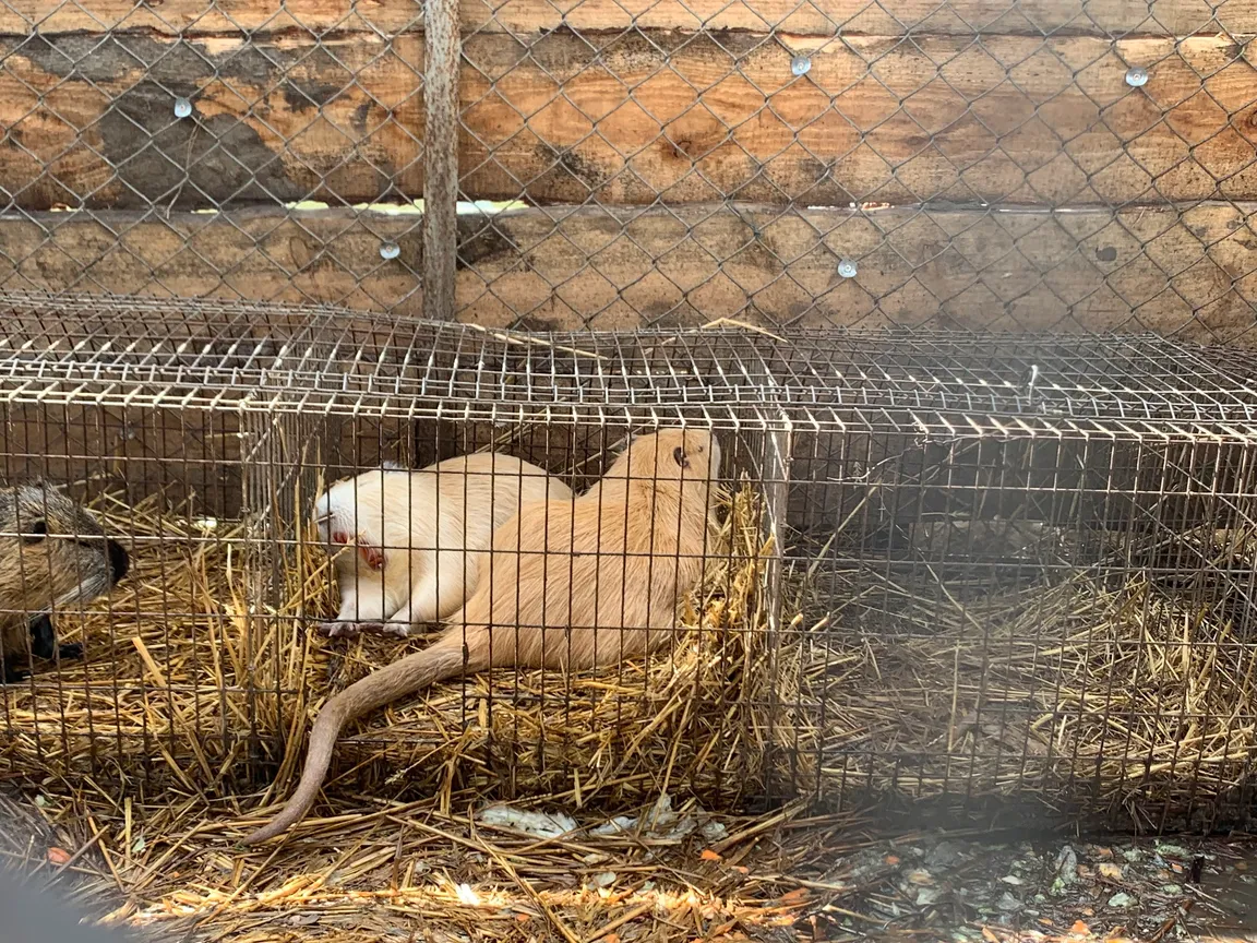 Zwierzaki Nad Potokiem Mini ZOO