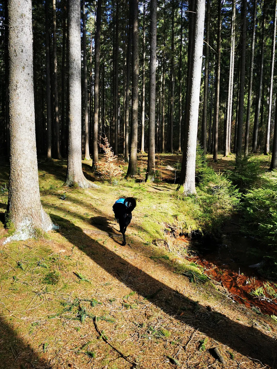 Stausee Dresdner Heide