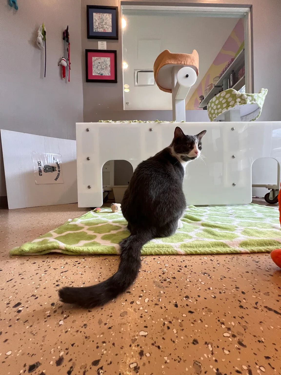 Tree House Cat Cafe (Reserve your spot today!)