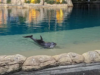 Dolphin Show (Sea World)