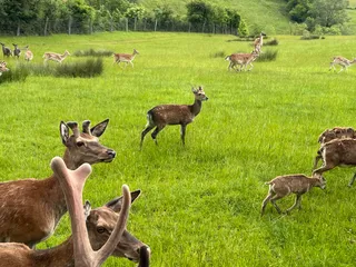 Parc Animalier, Ferme Auberge, Gîtes et Parc Aventure: Le Saint Hubert