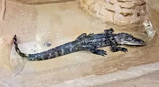 ZooAmerica