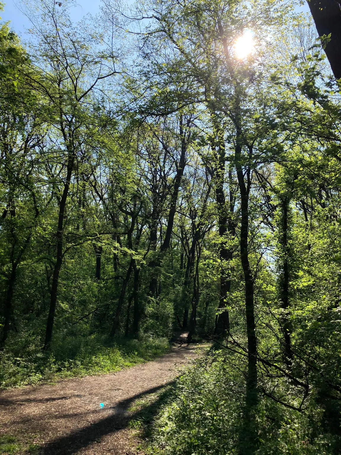 Pădurea Verde