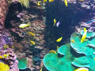 Aquarium