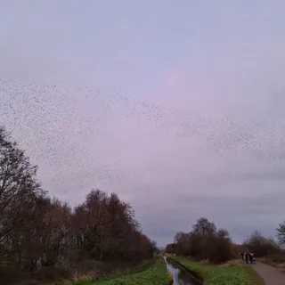 RSPB Ham Wall