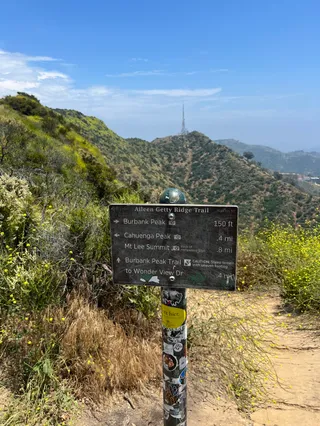 Wisdom Tree