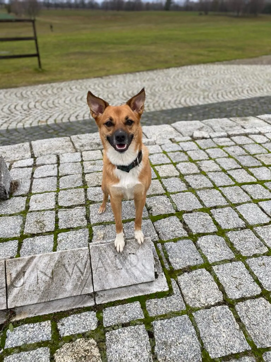 Daodog Szkolenie Psów Warszawa Wola