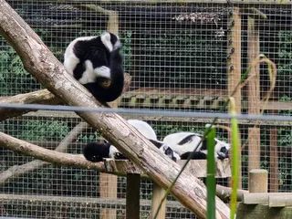 Howletts Wild Animal Park