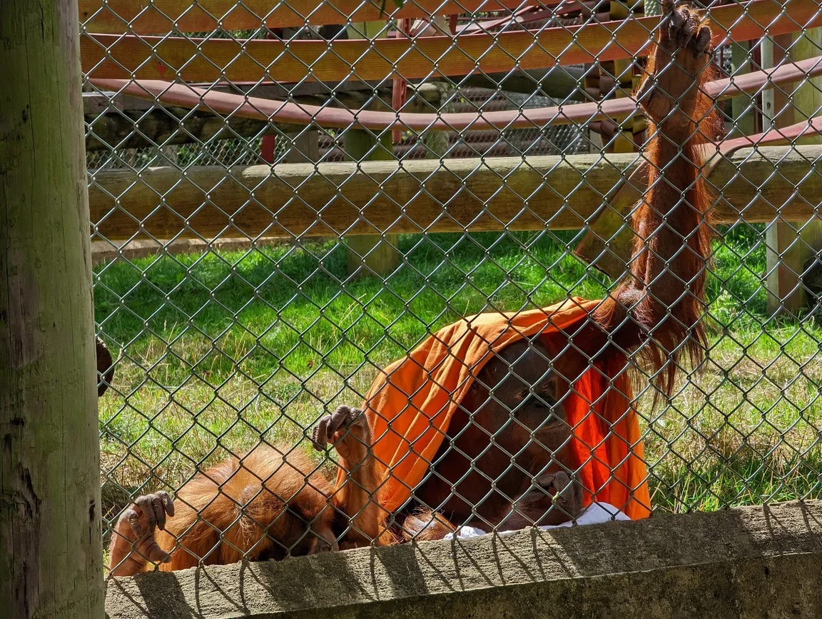Monkey World