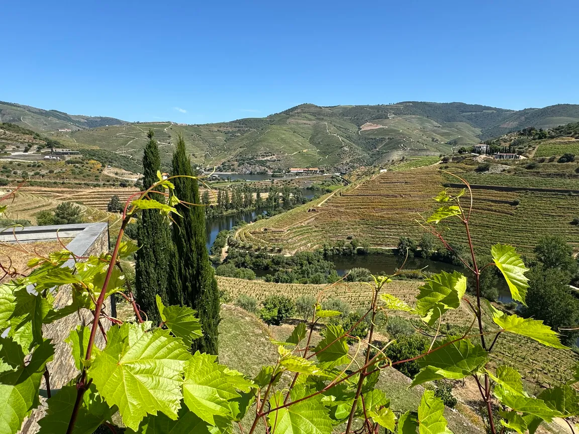 Quinta de Nápoles (Niepoort wines)