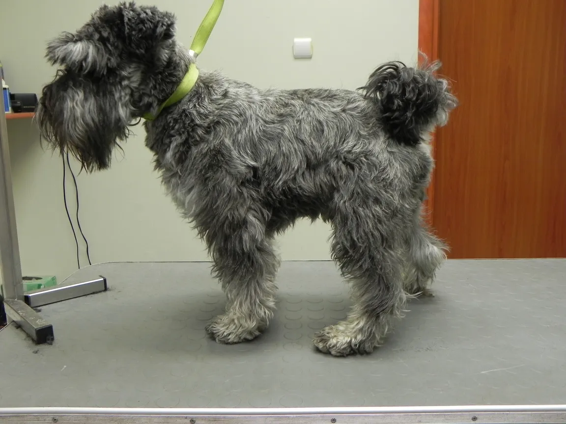 Grot - Groommaster - Szkoła Groomingu - Zbigniew Lenarcik