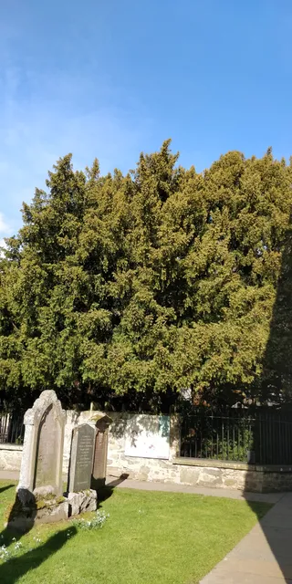 Fortingall Yew Tree