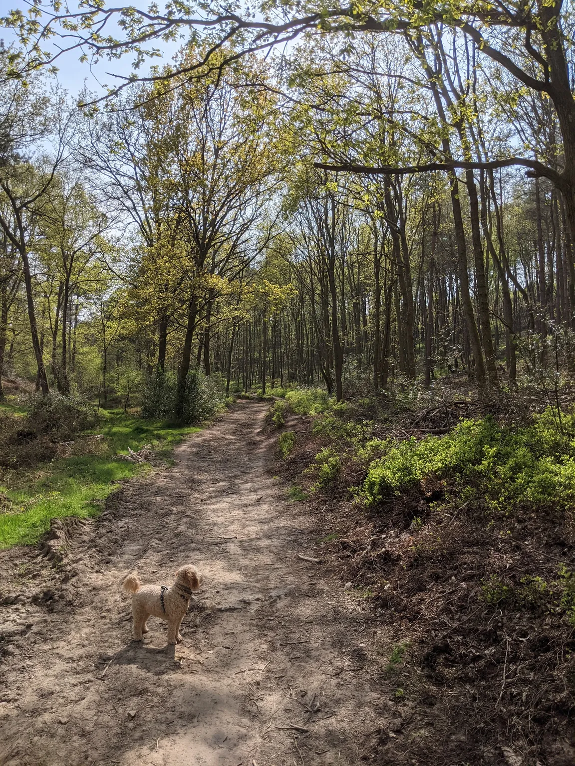Holmbury Hill