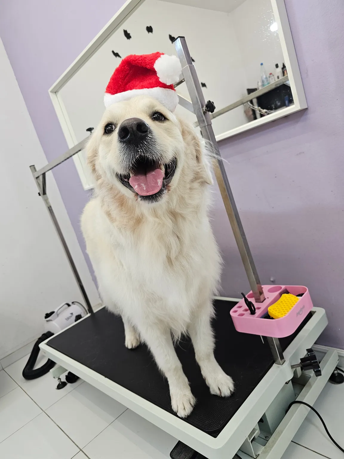 Strefa Psa PSI FRYZJER groomer, fryzjer dla zwierząt