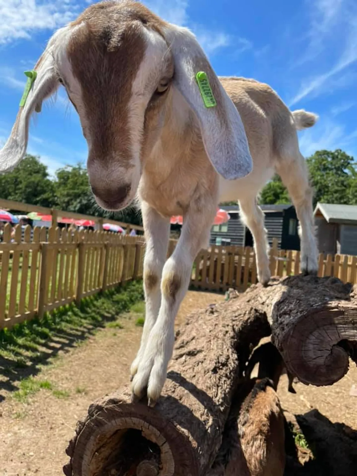 Quex Adventure Farm Park and Activity Centre