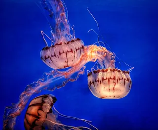 Monterey Bay Aquarium