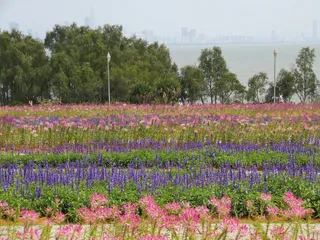 Shenzhen Bay Park Liuhuashan