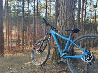 Swinley Forest