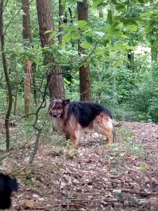 Ranczo "Kozia Górka"