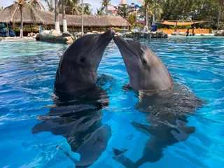 Dolphin Discovery Puerto Vallarta