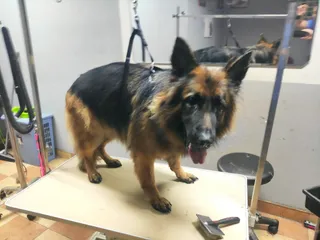 Strzyżenie psów, psi salon, fryzjer dla psów Happy Dog