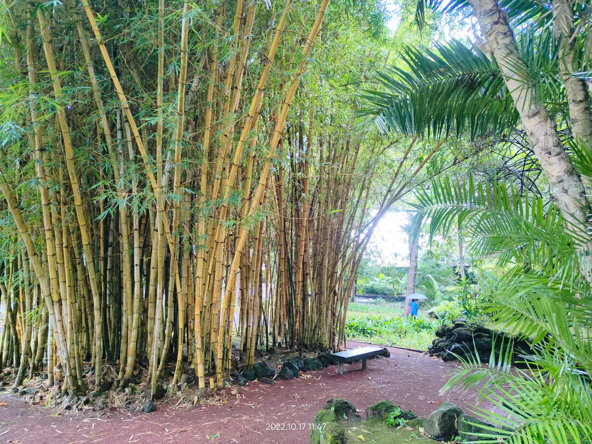 Jardim Botânico António Borges