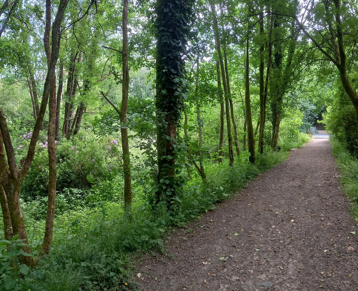Penllergare Valley Woods