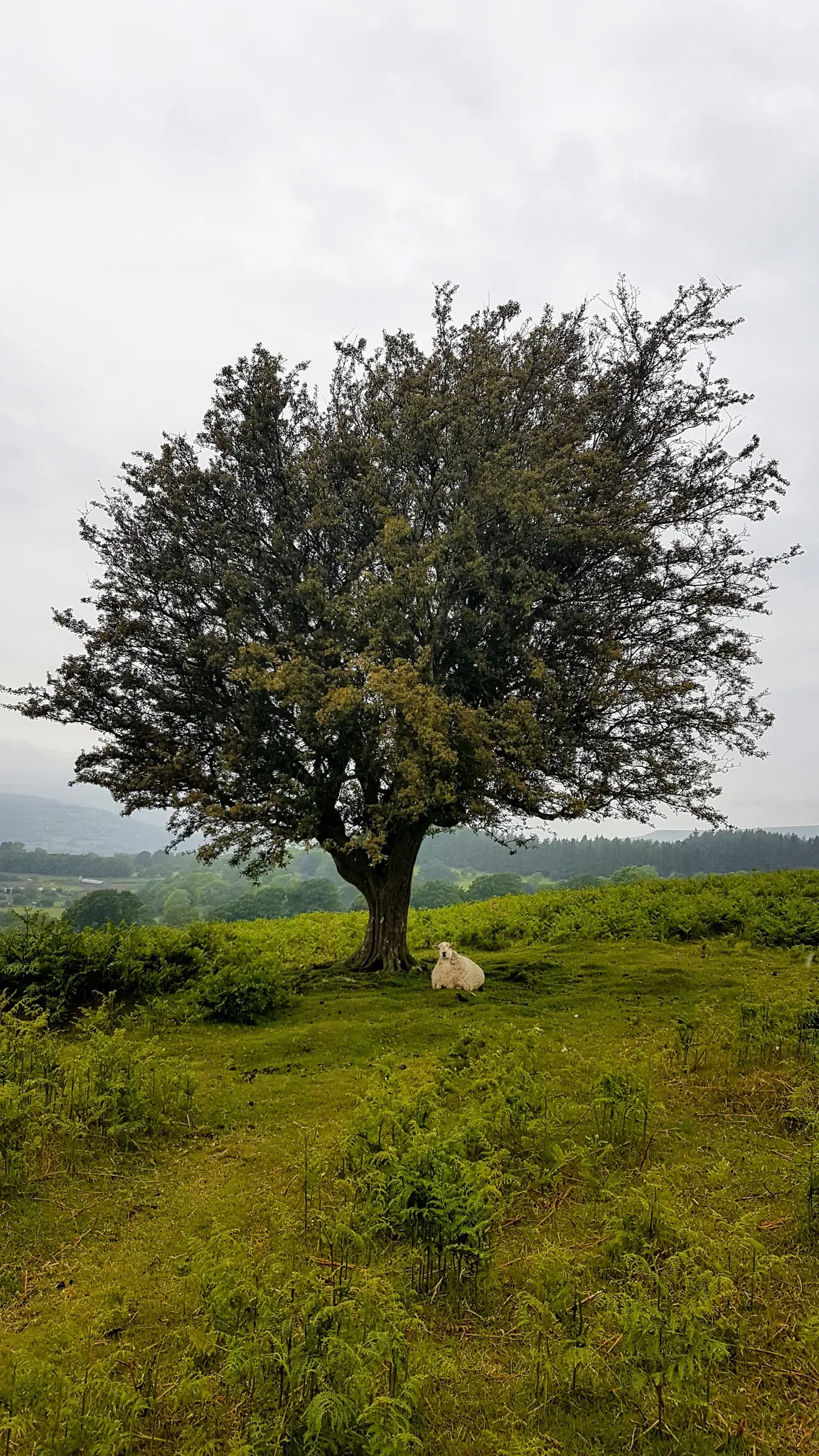 National Trust - Sugarloaf and Usk Valley