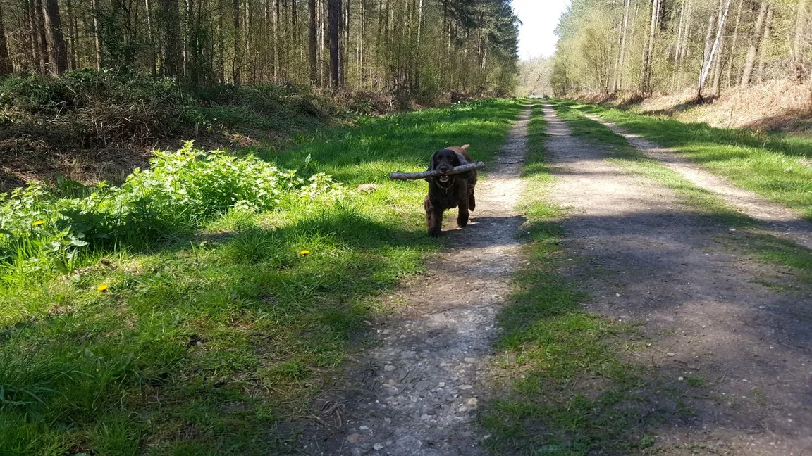 Creech Wood
