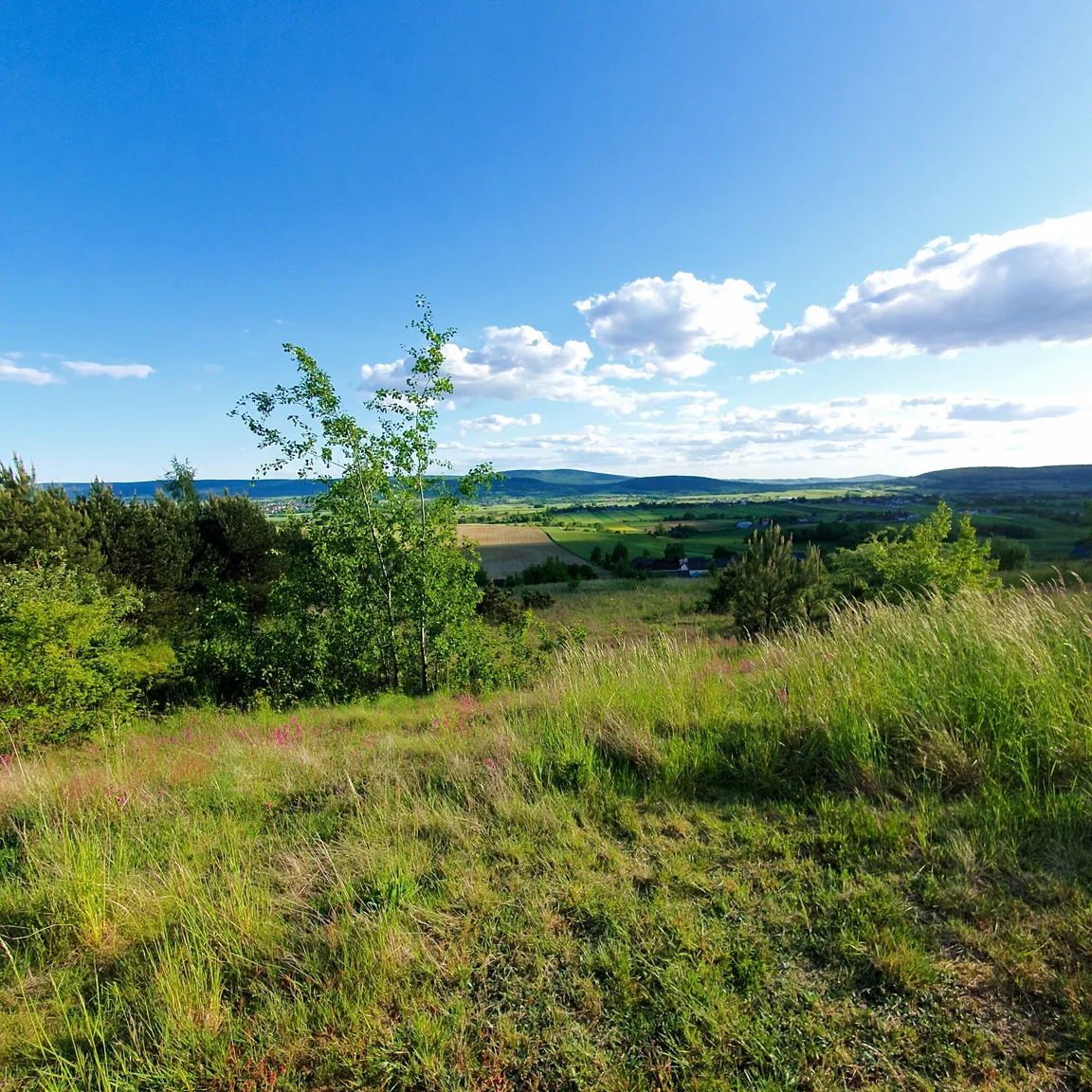 Rezerwat przyrody Góra Sieradowska