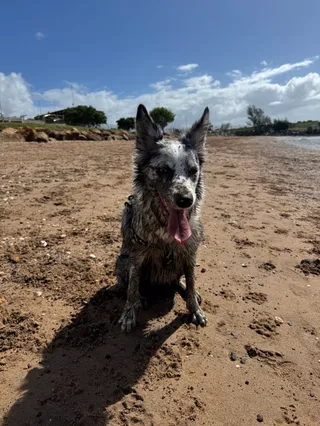 Pebbles Beach - Manly Off-leash Dog Beach