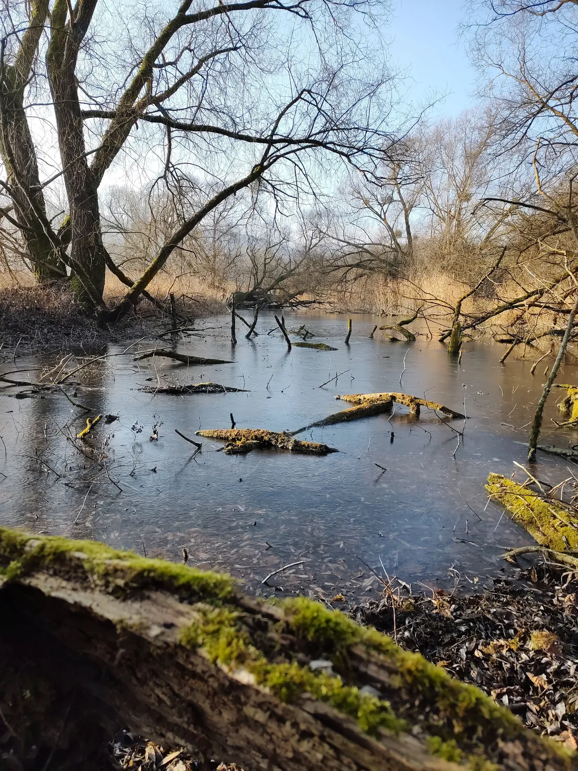 Bodenseeufer (Bodman-Ludwigshafen)