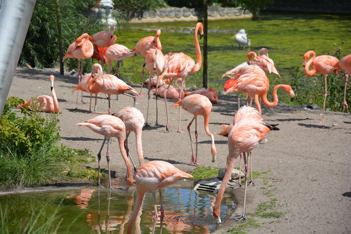 Copenhagen Zoo