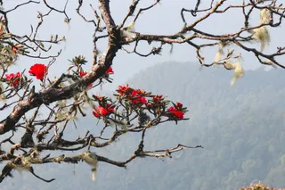 Doi Pha Ngam ผาแง่ม