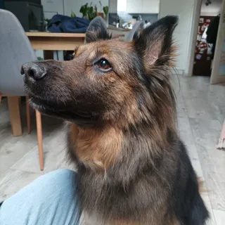 Happy Dog
