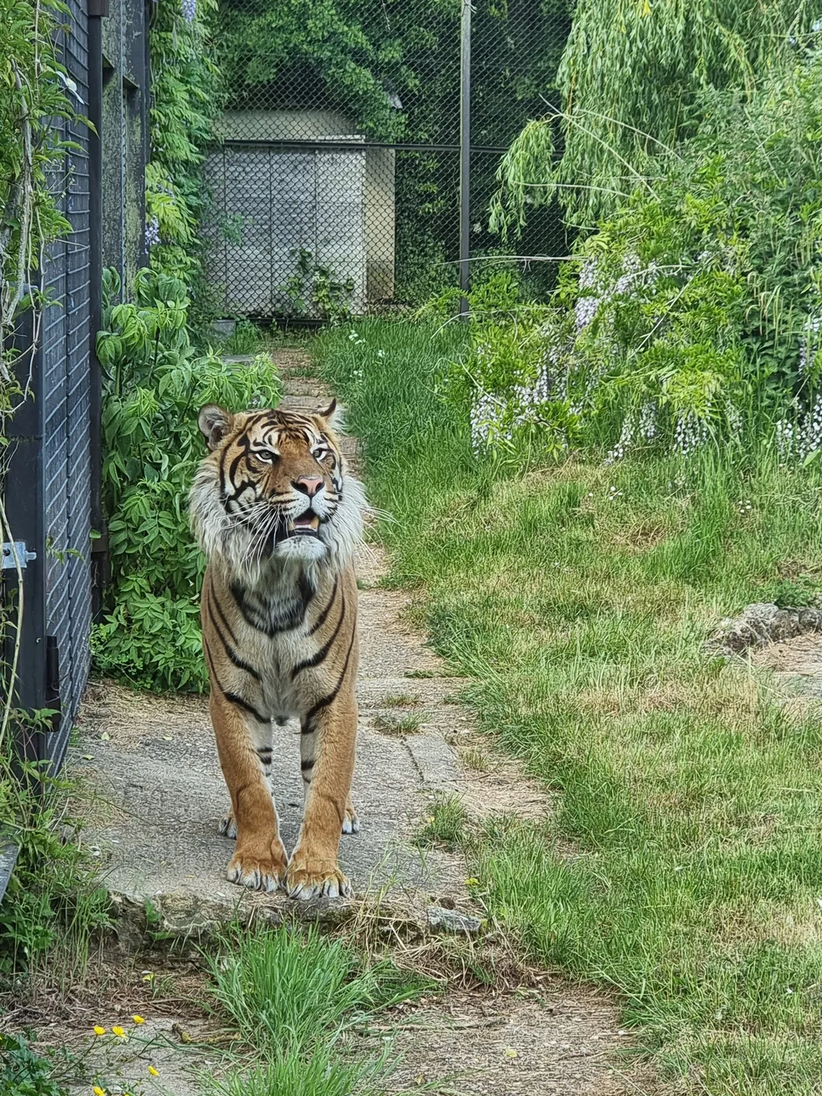 Howletts Wild Animal Park