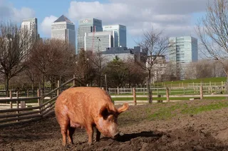 Mudchute Park and Farm