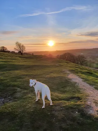 National Trust - Cissbury Ring