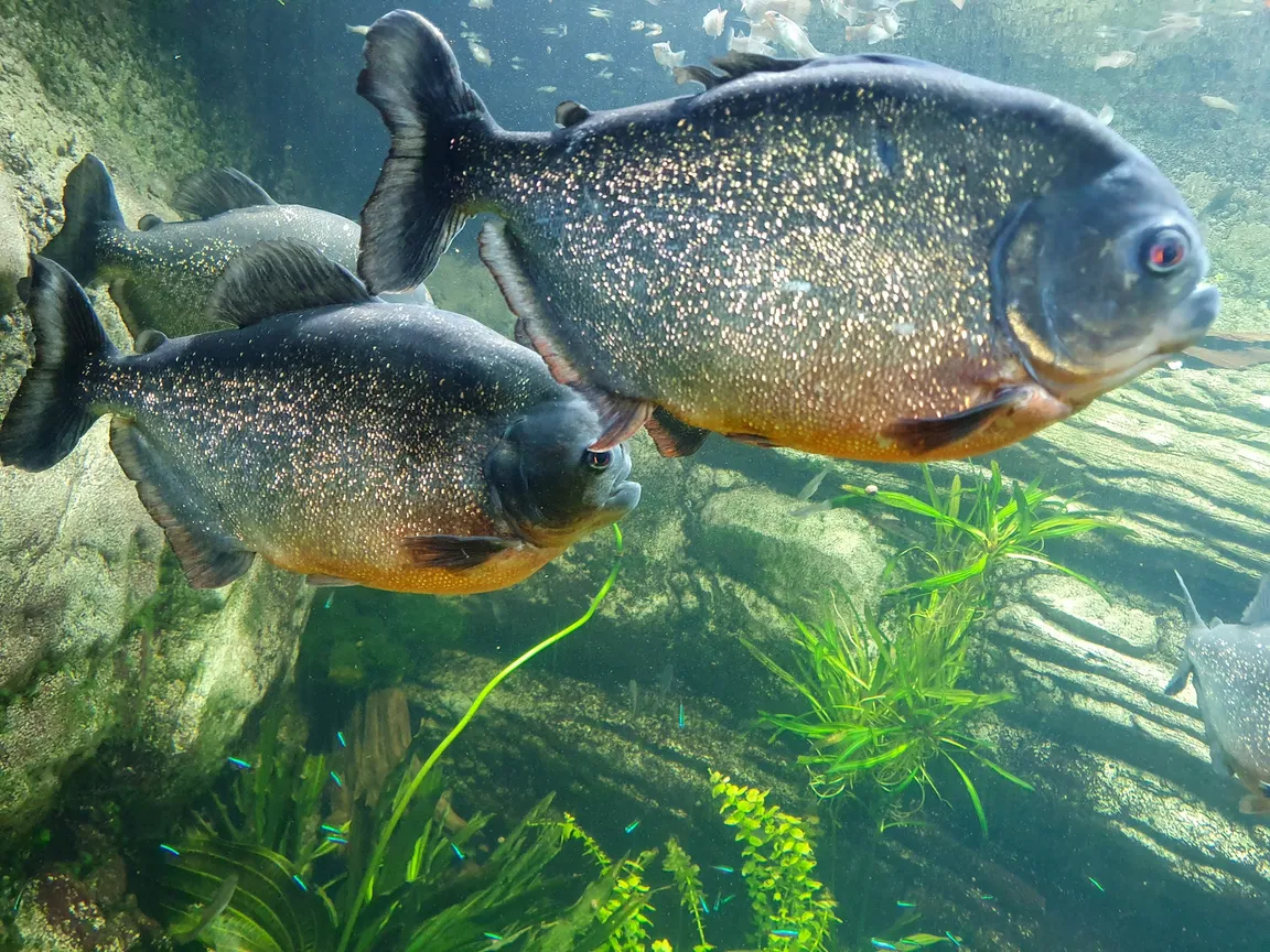 MIEJSKI OGRÓD ZOOLOGICZNY W PŁOCKU Sp. z o.o.
