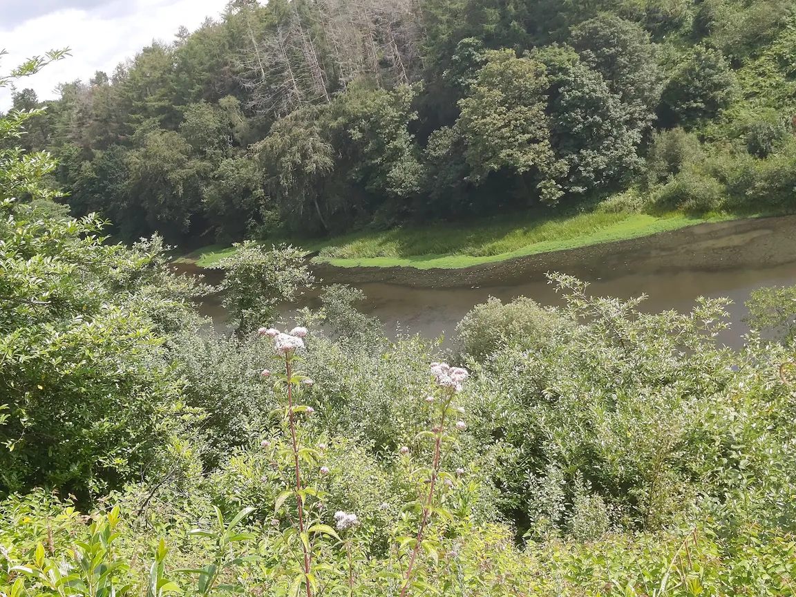 Penllergare Valley Woods
