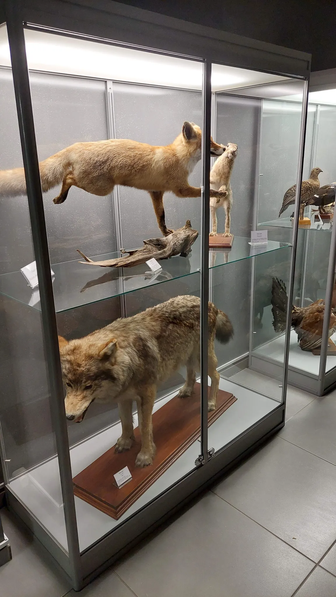 Muzeum Inkluzji w Bursztynie
