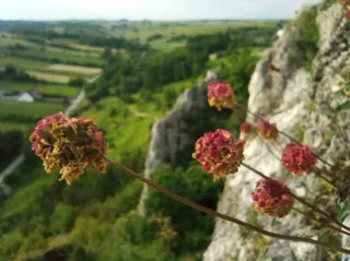 Powroźna