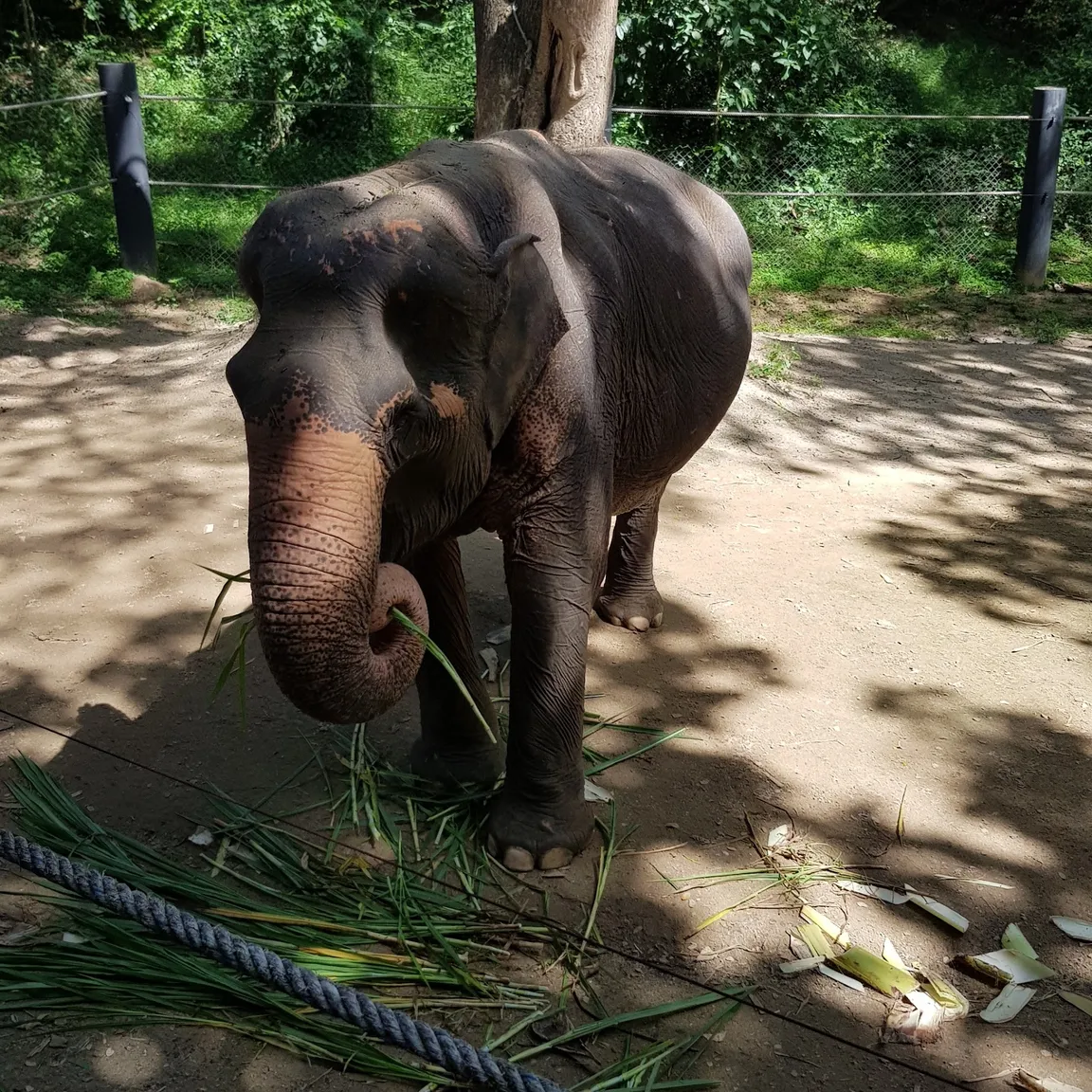 Wildlife Friends Foundation Thailand (WFFT)