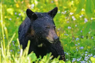 Cades Cove Scenic Loop