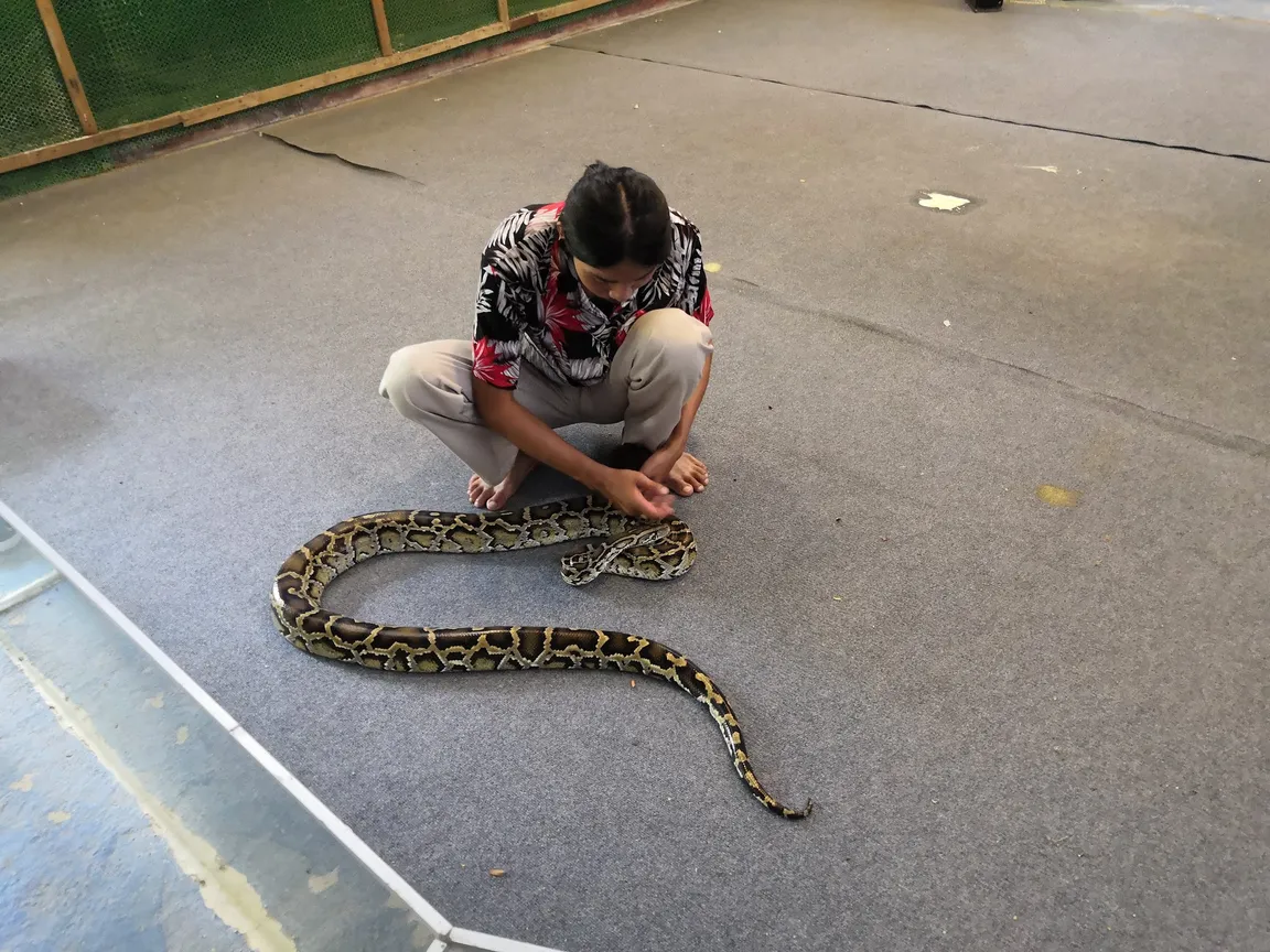 Samui Crocodile Farm